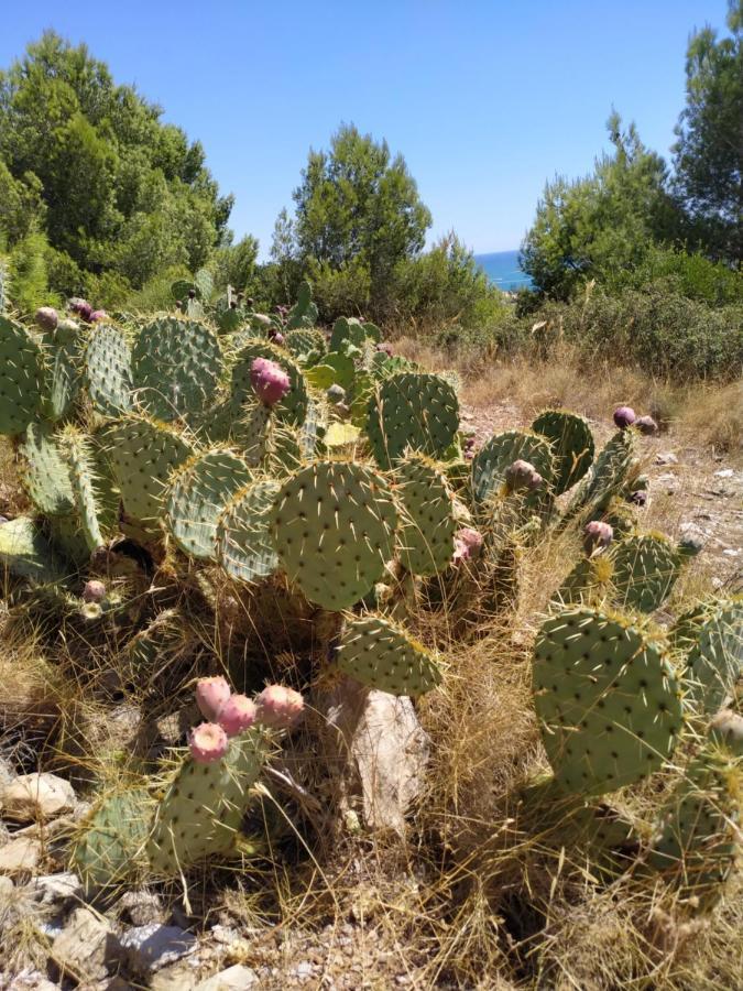 Les Salins A Sete Proche Plages Exterior foto